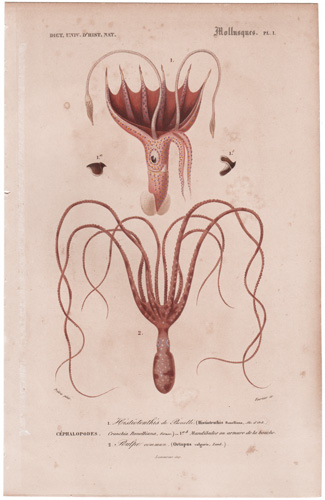 Umbrella Squid, Octopus